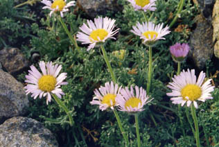 Erigeron compositus var trifidus